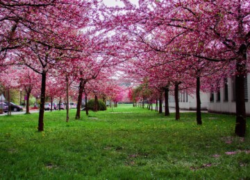 Green grass and purple trees blooming in spring.